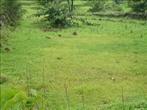 Farm house plots for sale at C40, 5thcross, Thillainagar, Trichy